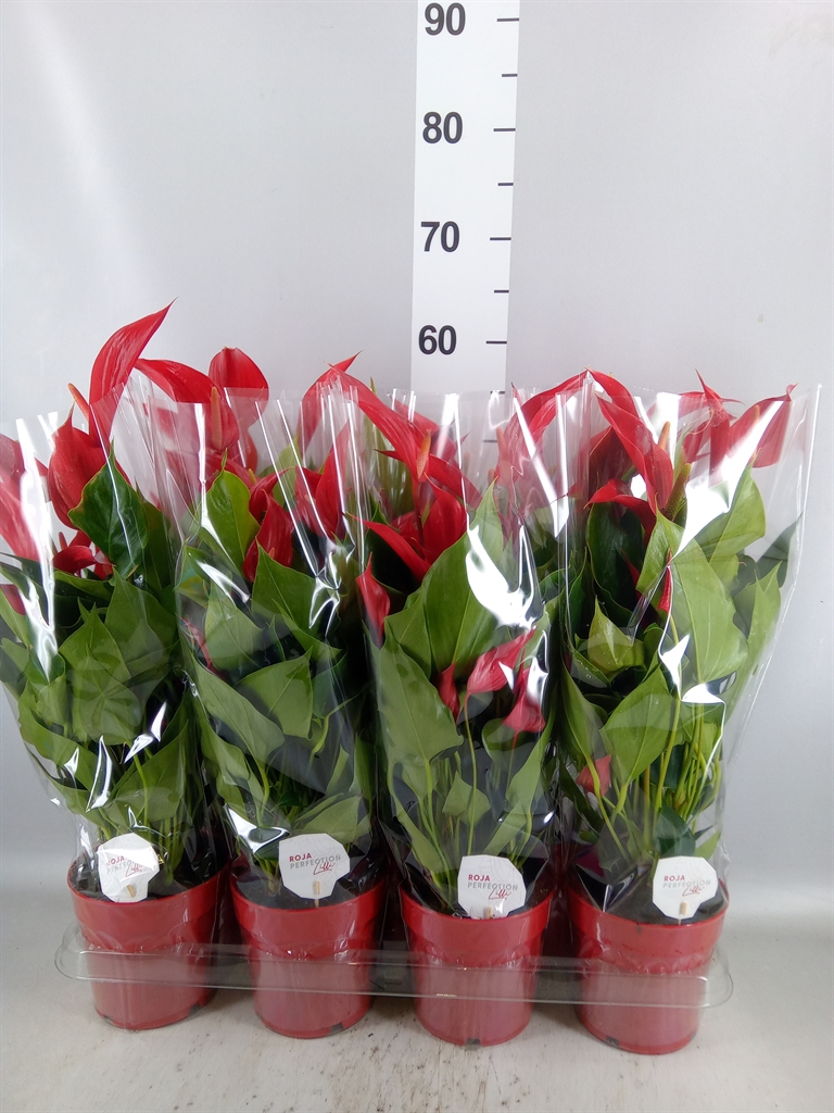 Anthurium Banderola Roja 14Ø 50cm