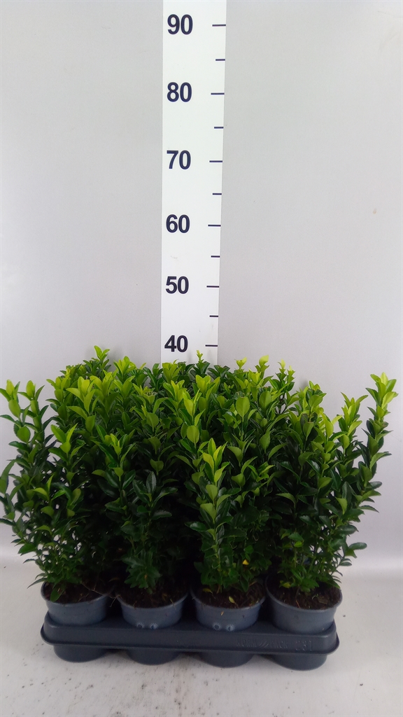 Euonymus Green Spire 10Ø 35cm