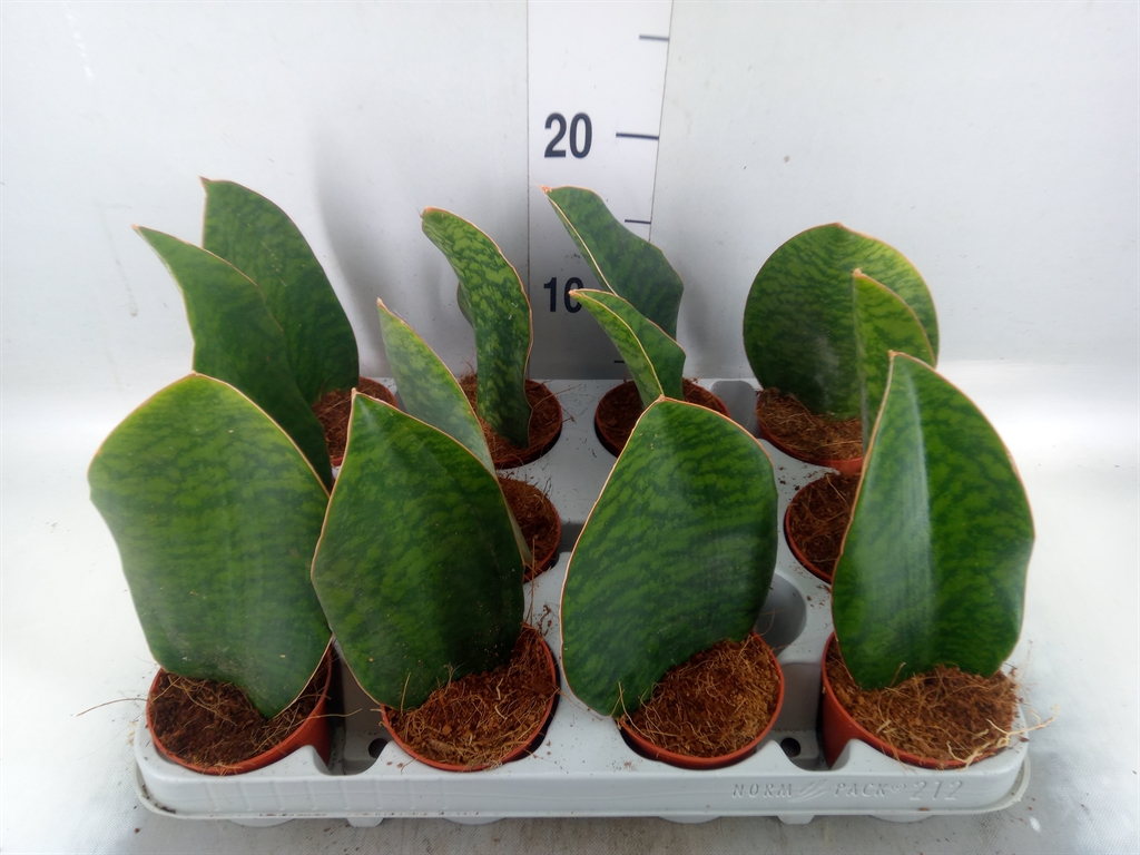 Sansevieria Grandis 8Ø 17cm