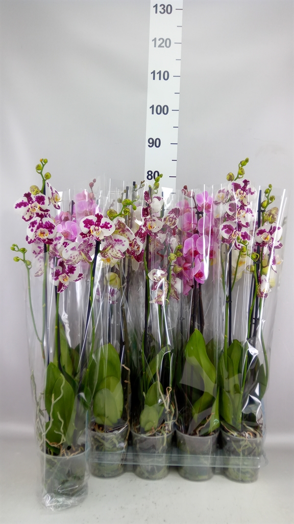 Phalaenopsis Mix 5 Colours 12Ø 55cm 3st