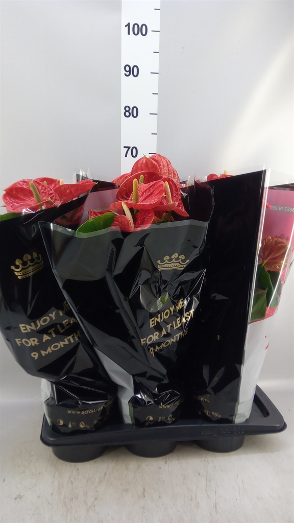Anthurium Madural 17Ø 60cm