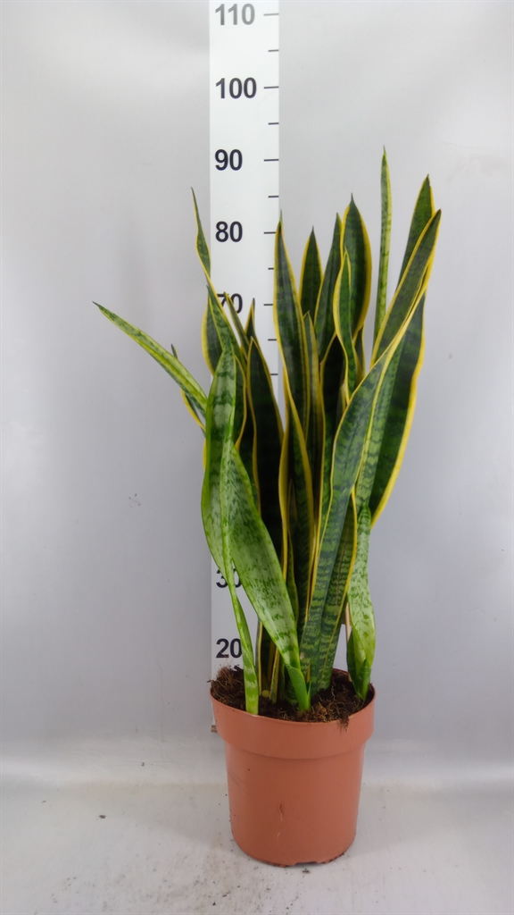 Sansevieria Laurentii 21Ø 75cm