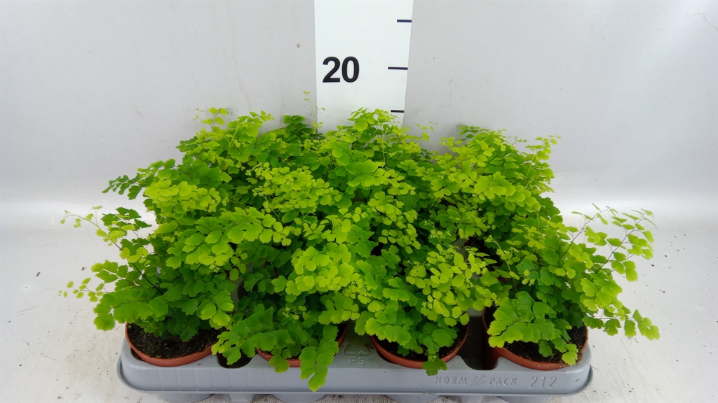 Adian Rad Fragrans 508Ø 20cm