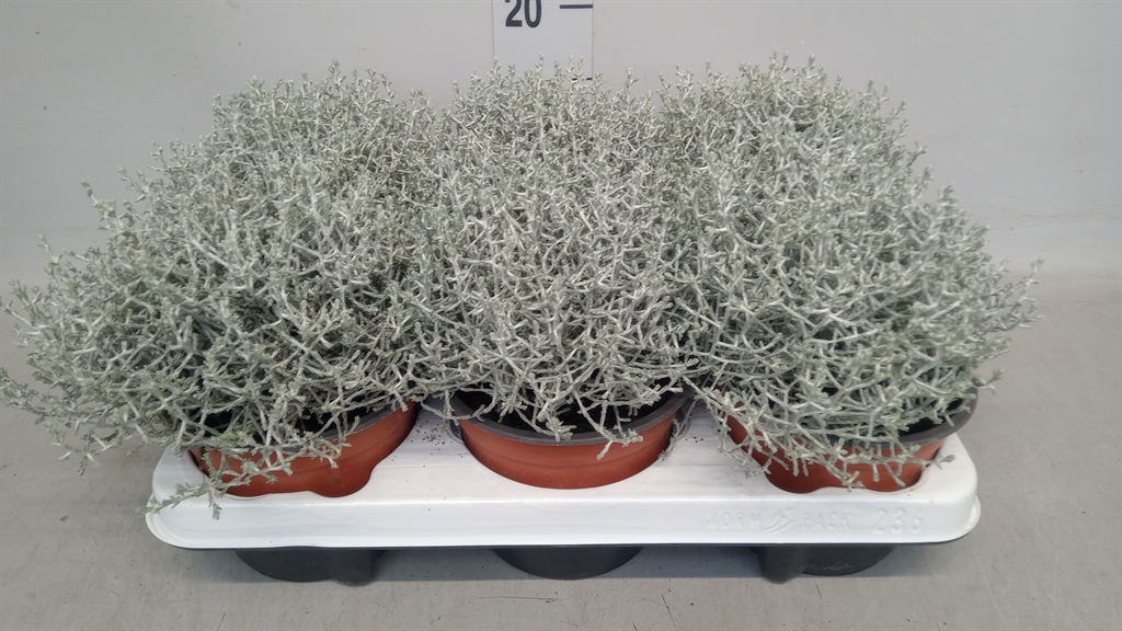 Leucophyta Brownii 13Ø 22cm
