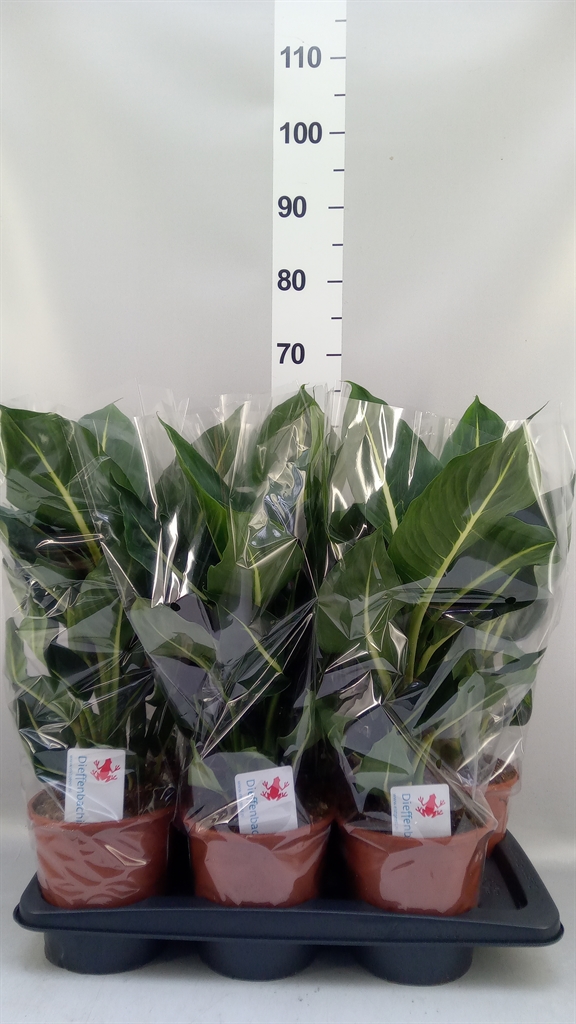 Dieffenbachia Green Magic 17Ø 55cm