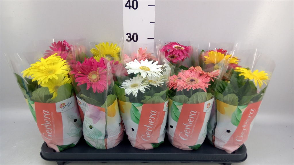 Gerbera Colourgame Mix 12Ø 30cm