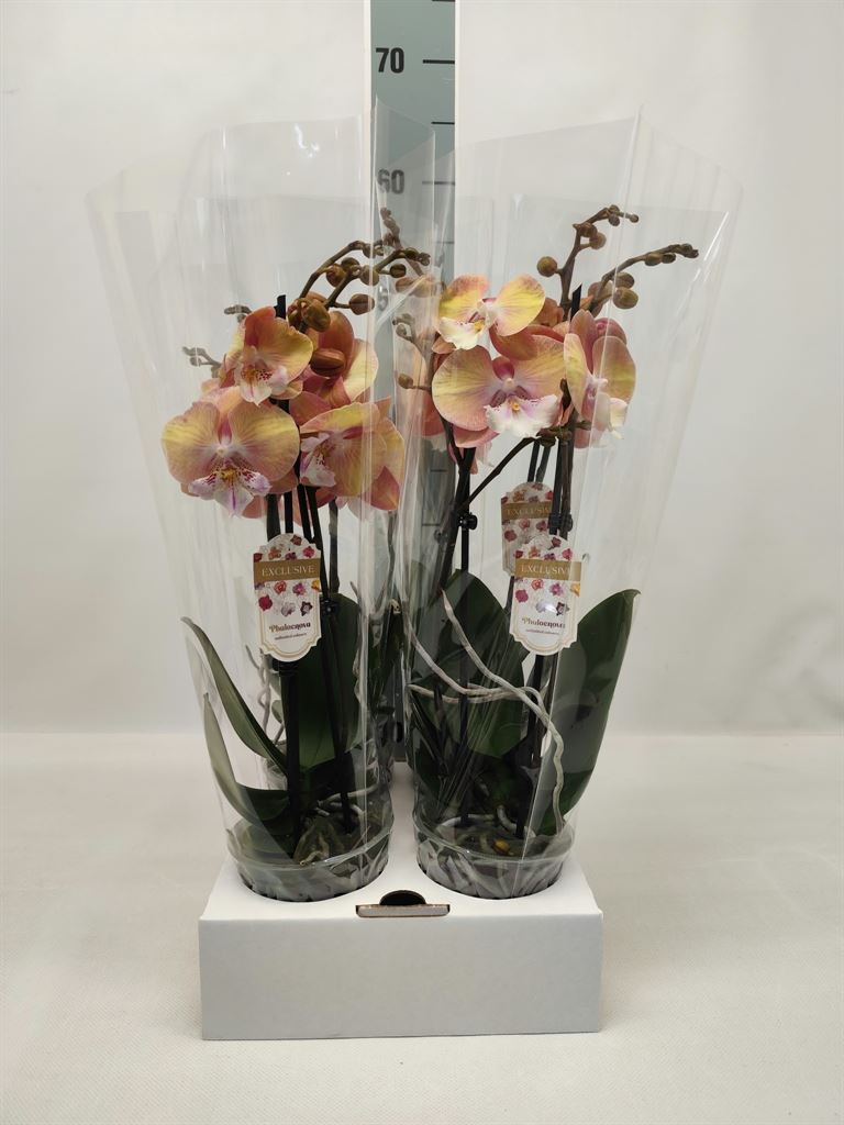 Phal Ov Oranje 12Ø 55cm