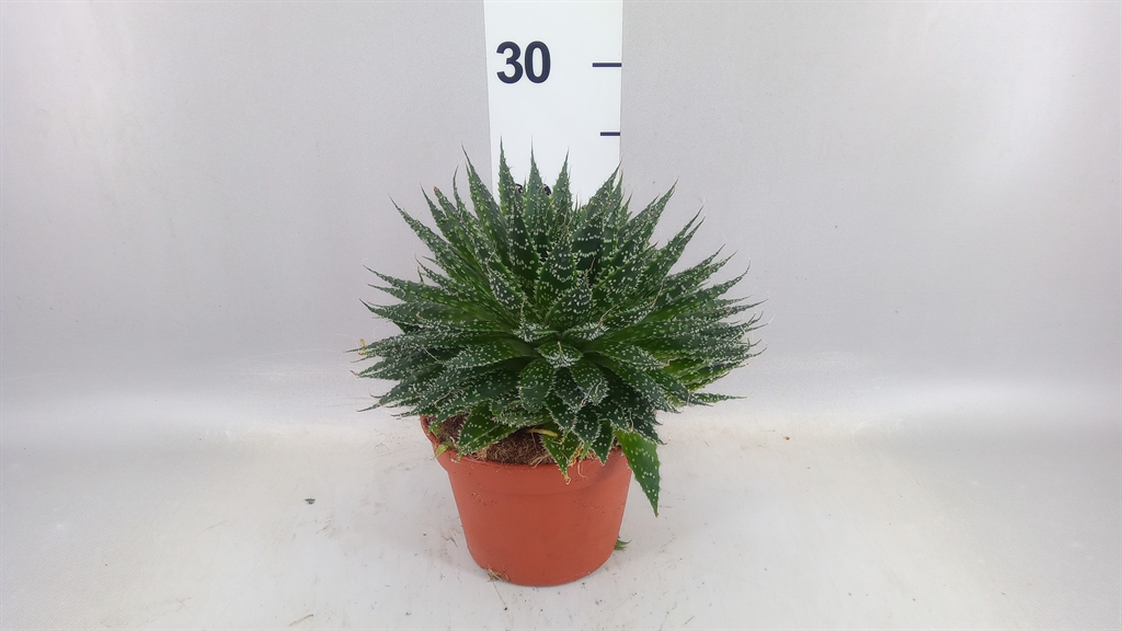 Aloe Aristata 15Ø 22cm