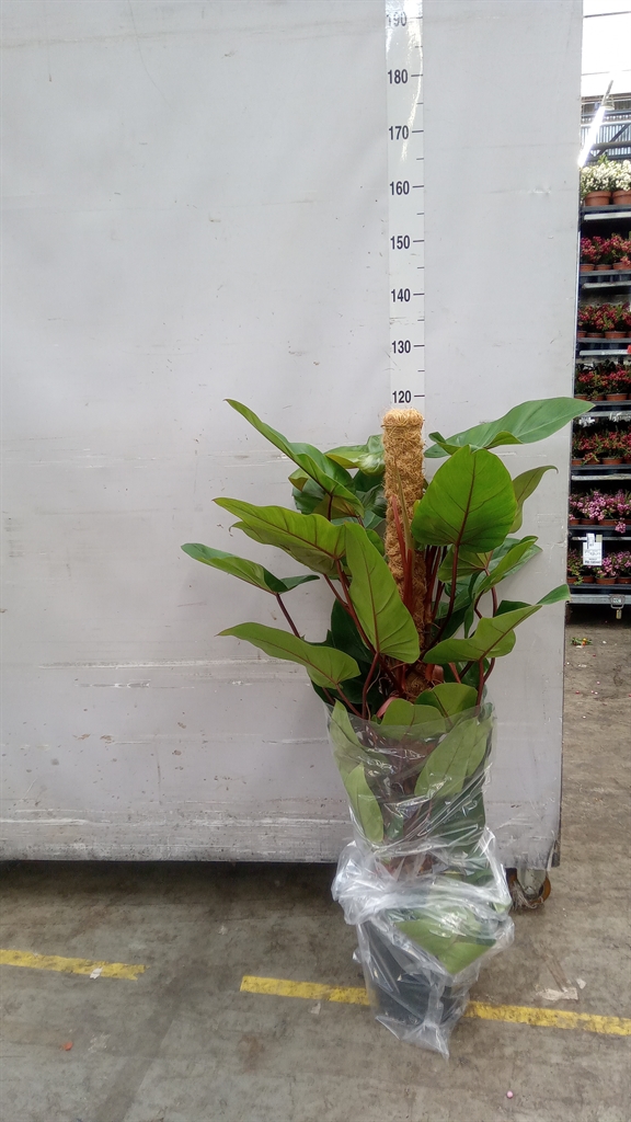 Philodendron Red Emerald 24Ø 120cm