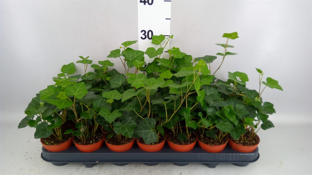 Hedera H Hibernica 508Ø 10cm