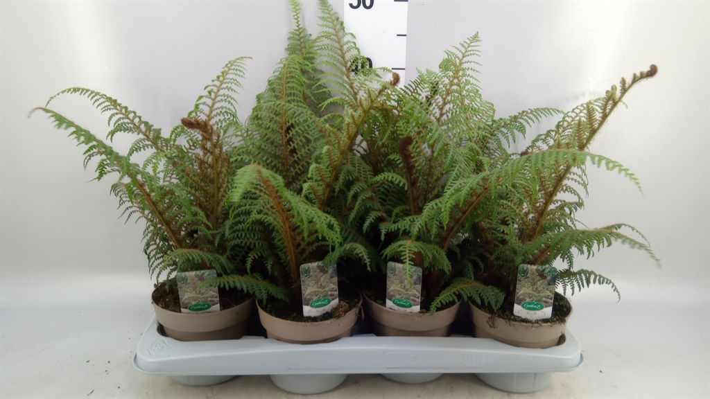 Cyathea Tomentosissima 14Ø 48cm