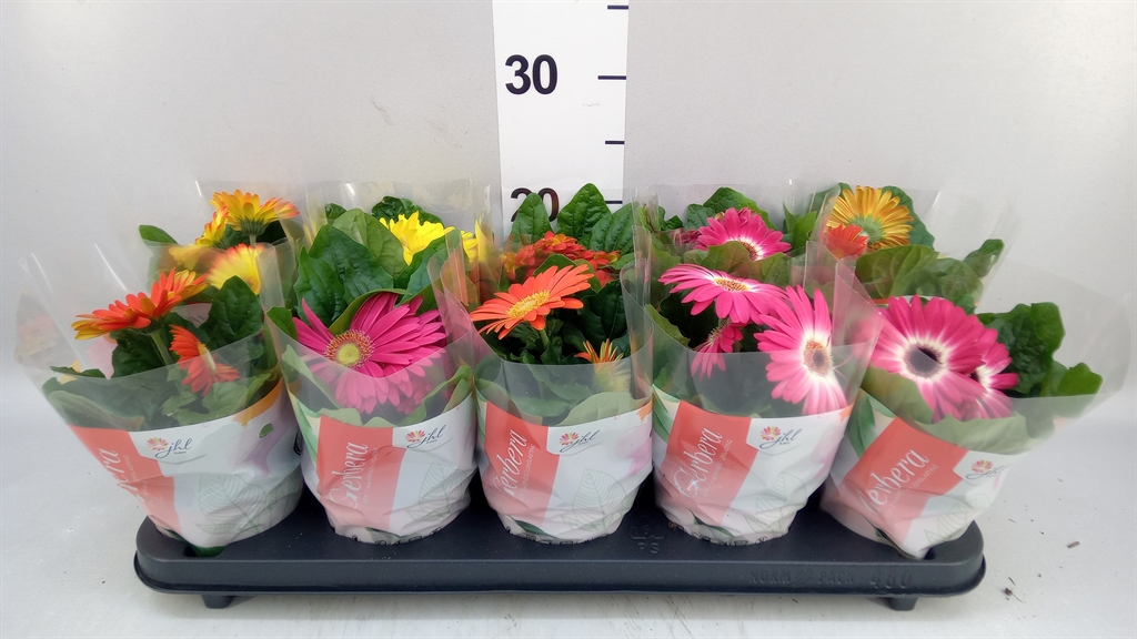 Gerbera Colourgame Mix 12Ø 20cm