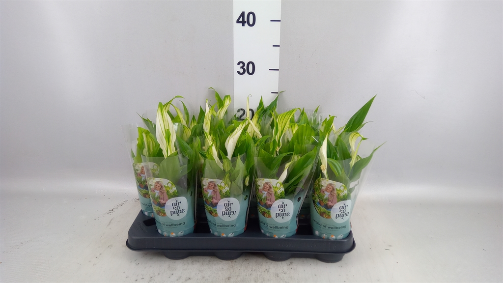 Spath Pearl Cupido 7Ø 24cm