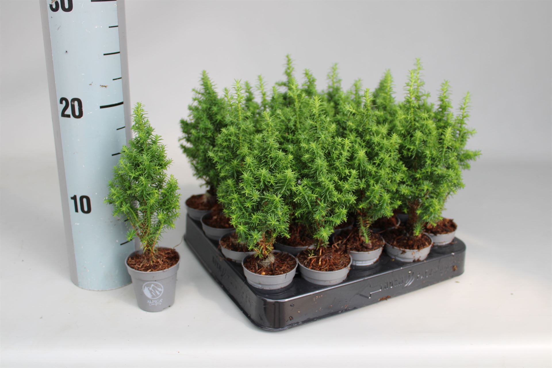 Chamaecyparis Alpica 5Ø 15cm