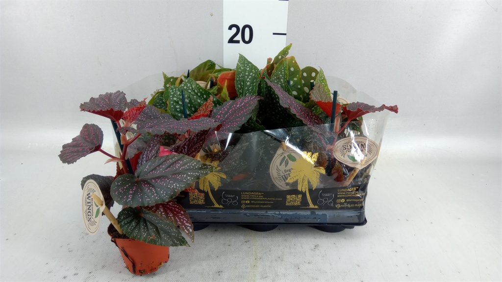 Beg Blad Overig 6Ø 20cm