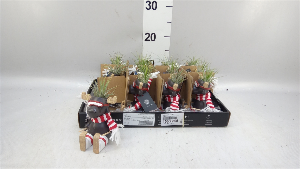 Tillandsia Ionantha