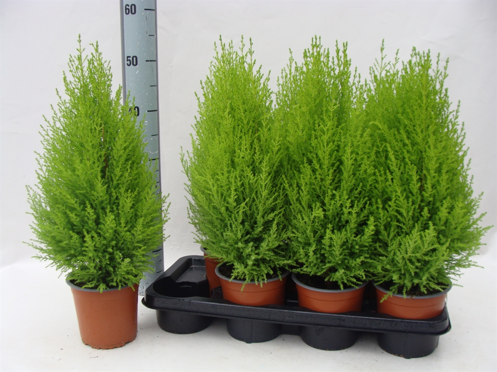 Cupressus Goldcrest Wilma 14Ø 55cm