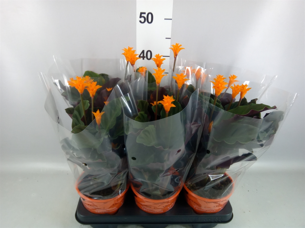 Calathea Tassmania 14Ø 35cm