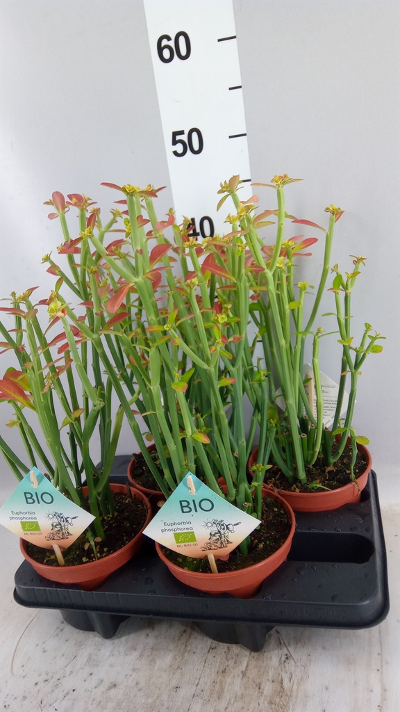 Euphor Succulenten 15Ø 45cm