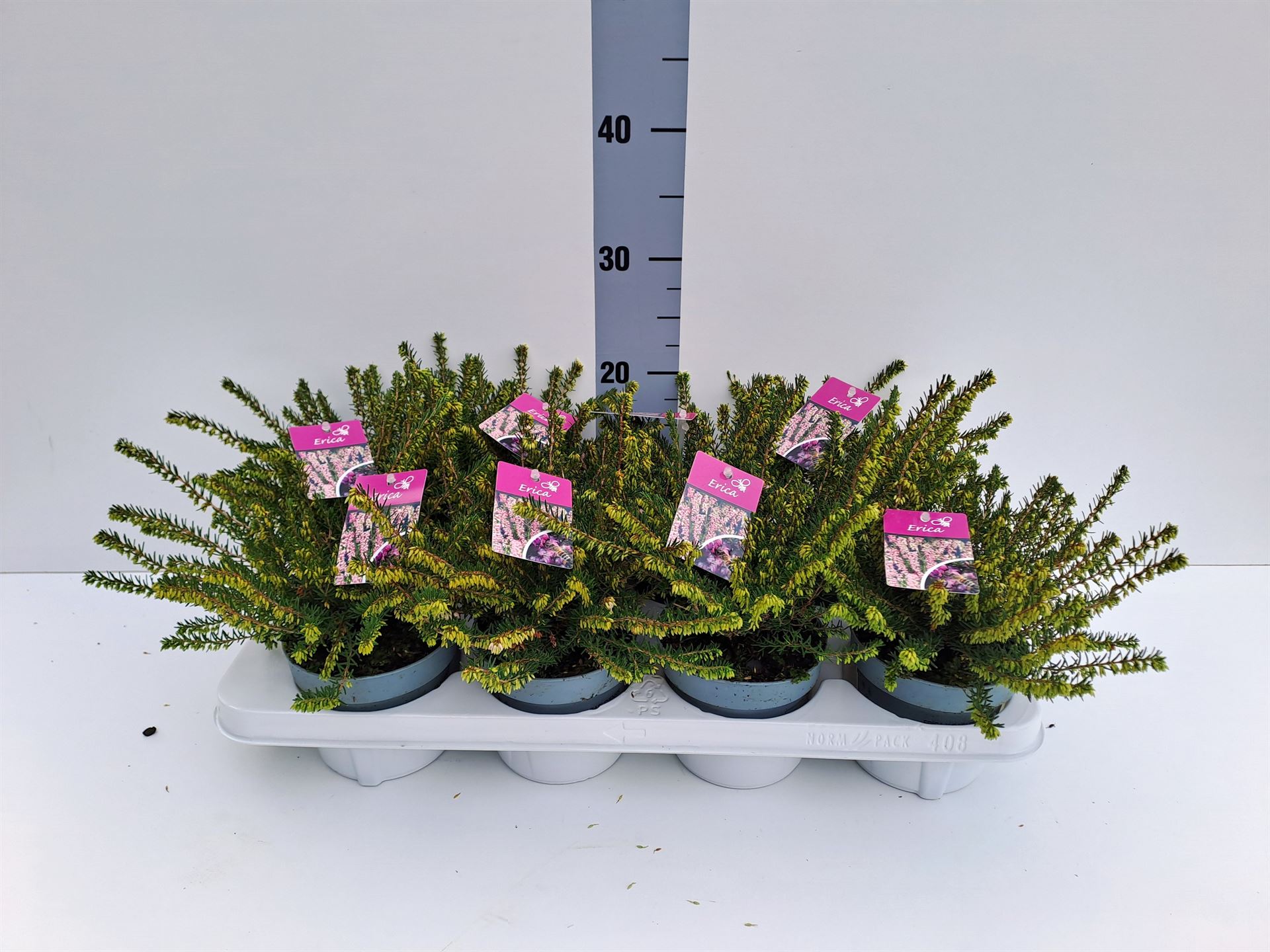 Erica Darleyensis Darley Dale 12Ø 20cm