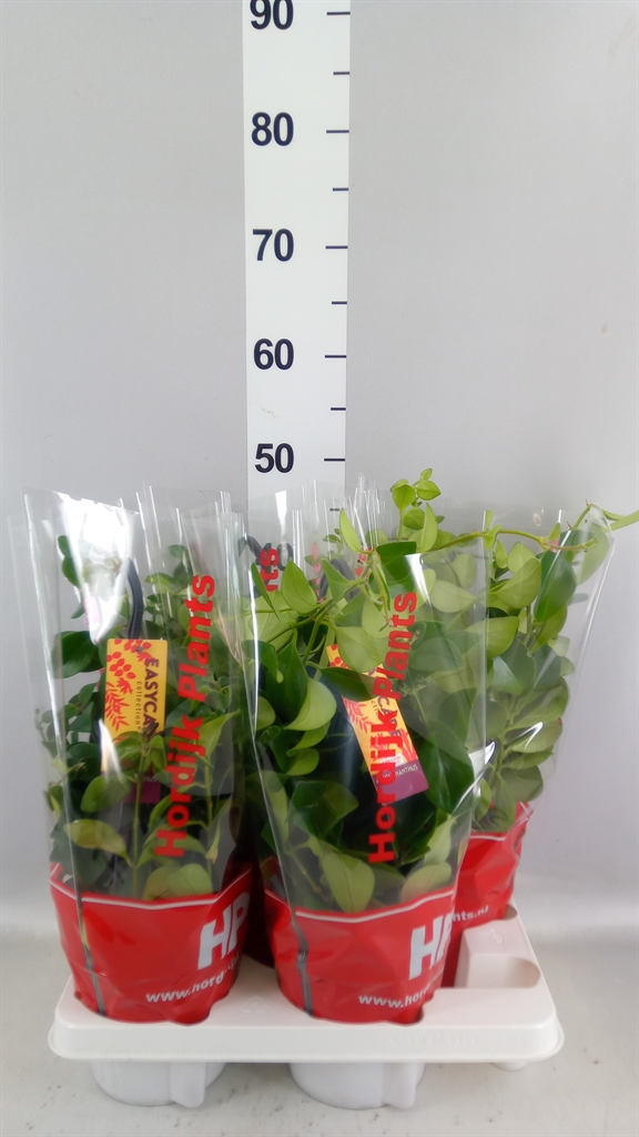 Aeschynanthus Mona Lisa 15Ø 30cm