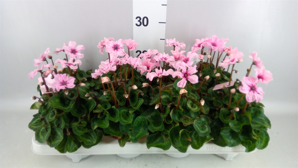 Cyclamen Persicum Illusia 10Ø 25cm
