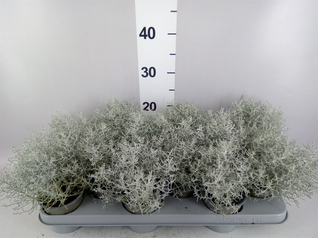 Leucophyta Brownii 11Ø 20cm