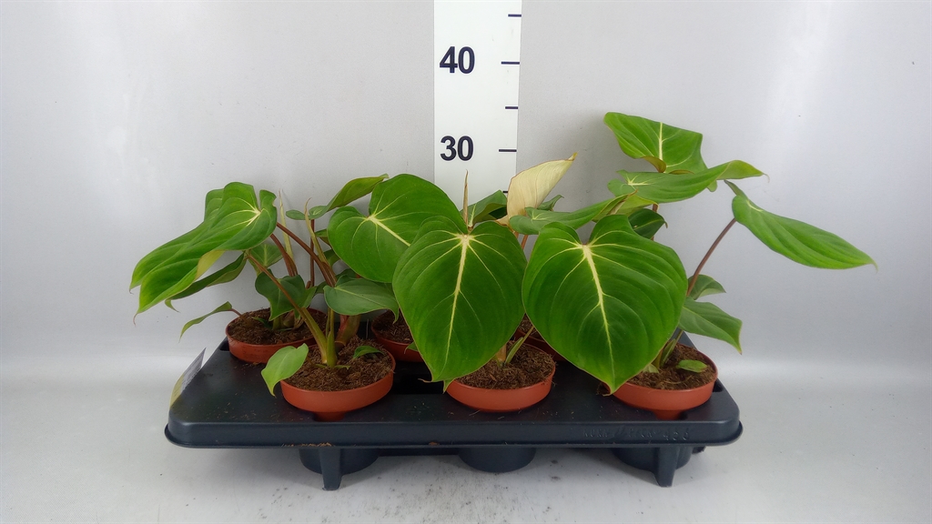 Philodendron Gloriosum 12Ø 25cm