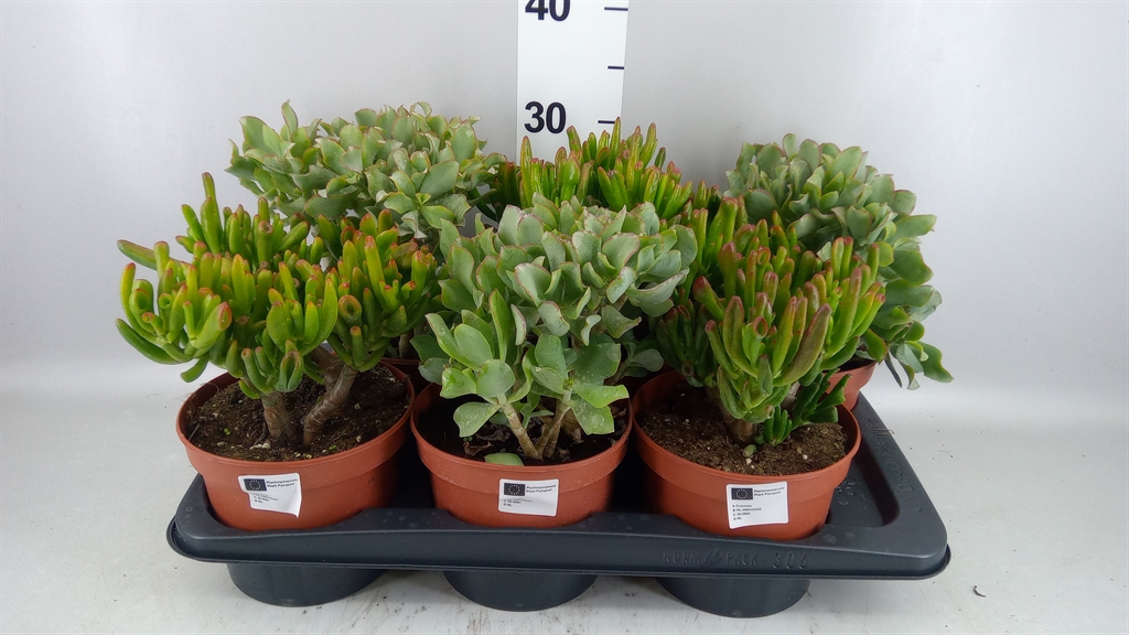 Crassula Mixed 17Ø 30cm
