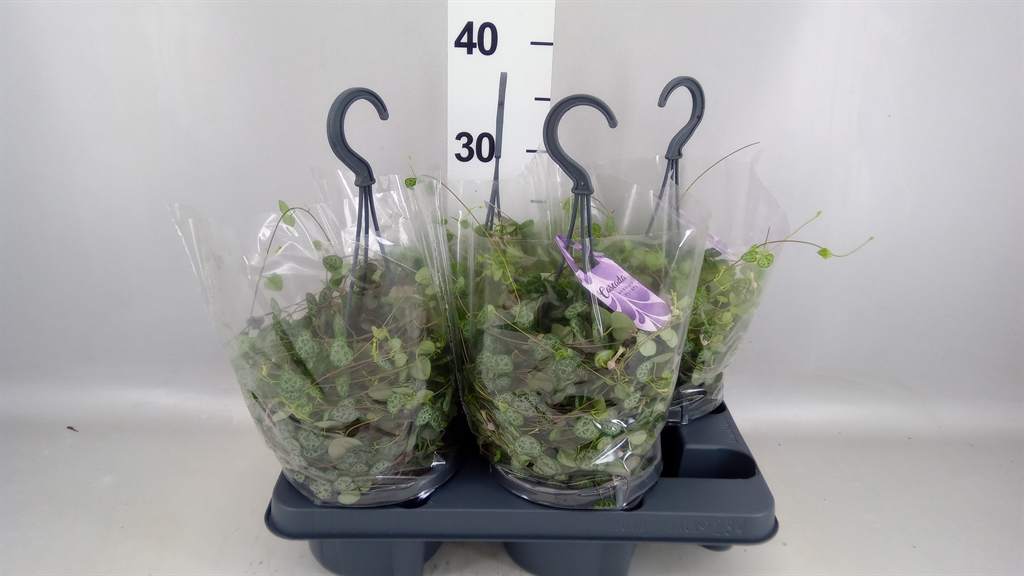 Ceropegia Woodii Sup 14Ø 45cm