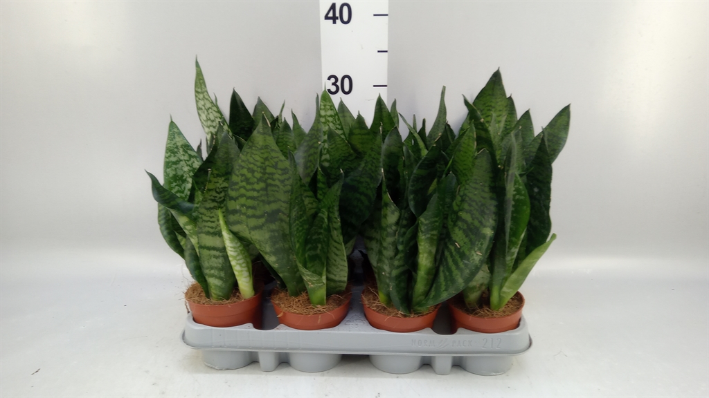 Sansevieria Zeylanica 9Ø 30cm