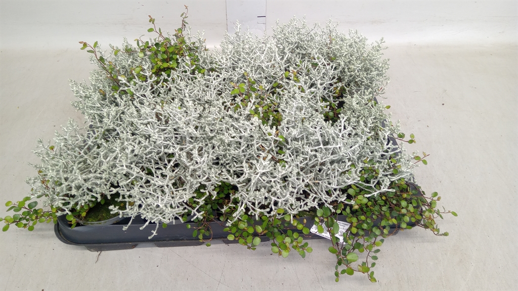 Leucophyta Brownii 7Ø 12cm