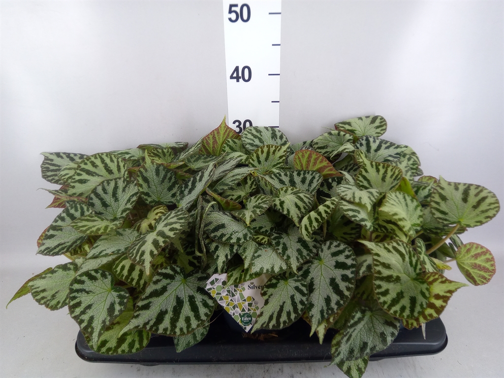 Begonia Leaf Silver Jewell 15Ø 30cm
