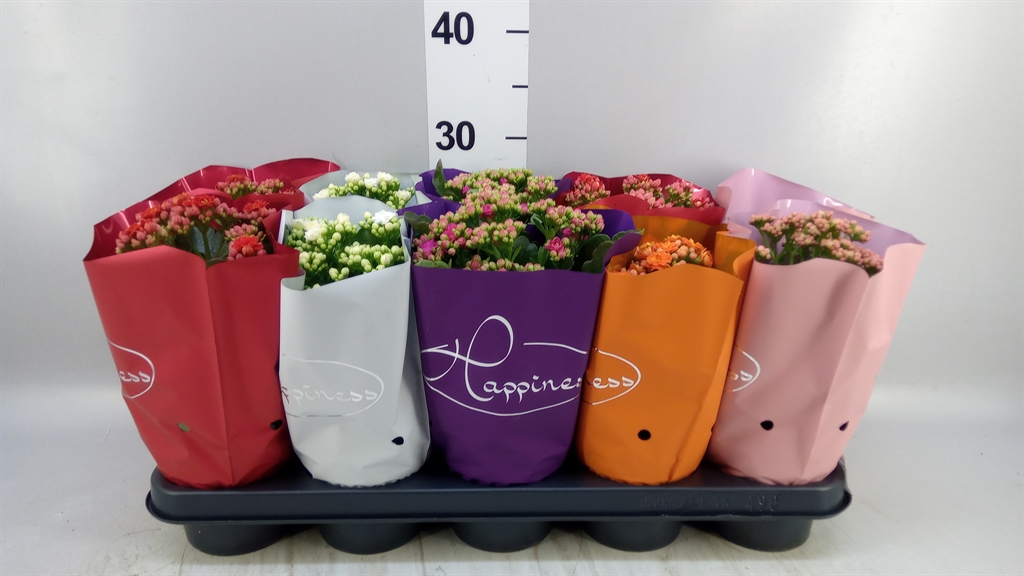 Kalanchoe Double Perfecta Mix 12Ø 25cm