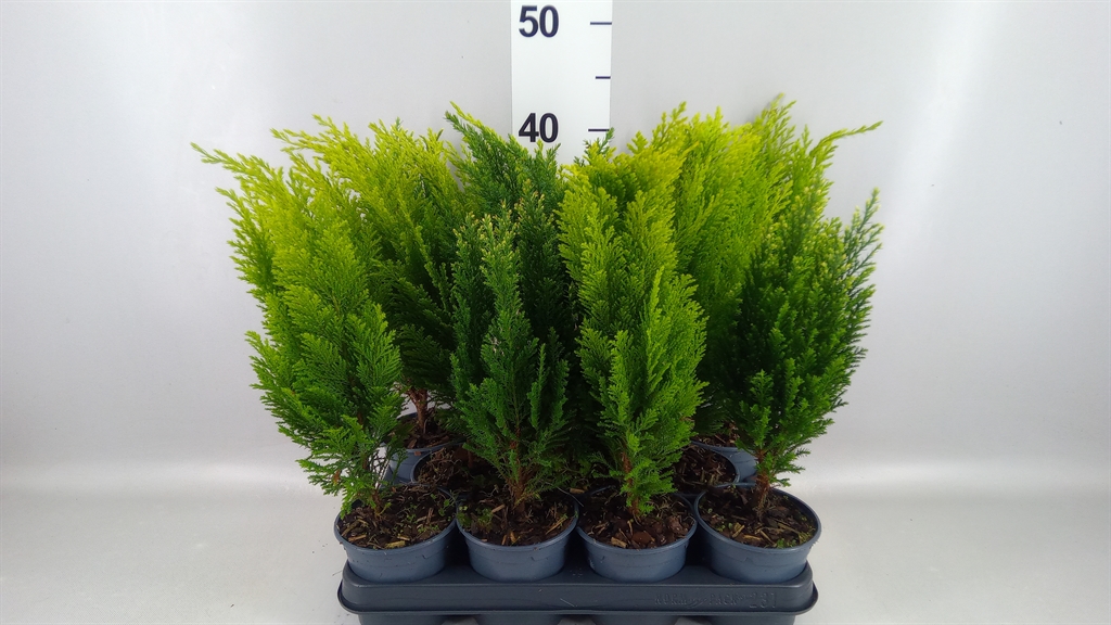 Conifers Mix 10Ø 35cm