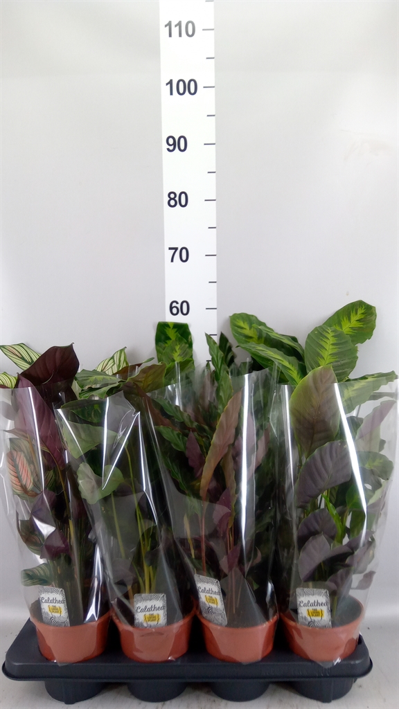 Calathea Mixed 3 Varietys 14Ø 50cm