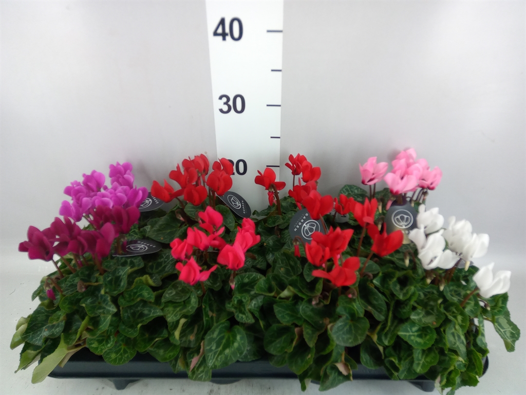 Cyclamen Mini Garden 10Ø 25cm