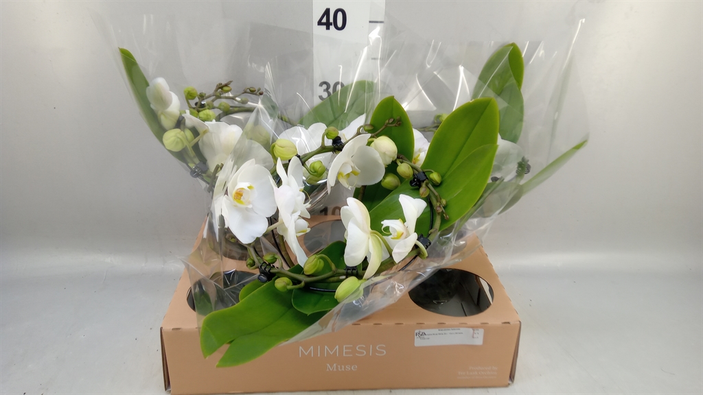 Phal Muse White 12Ø 35cm