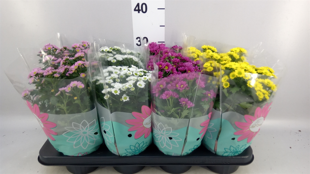 Chrysanth Madiba Mix 14Ø 29cm