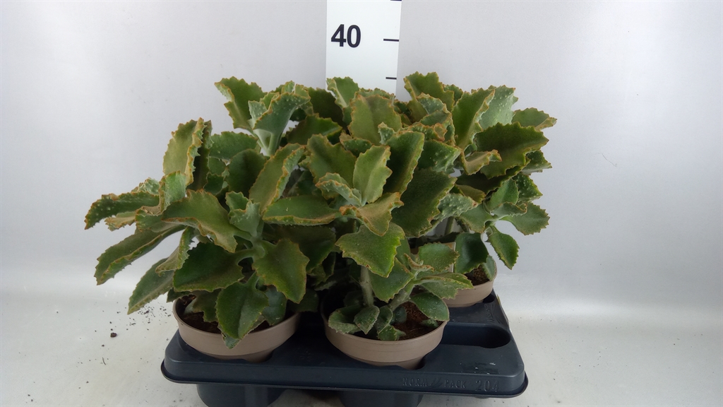 Kalanchoe Beharensis 14Ø 30cm