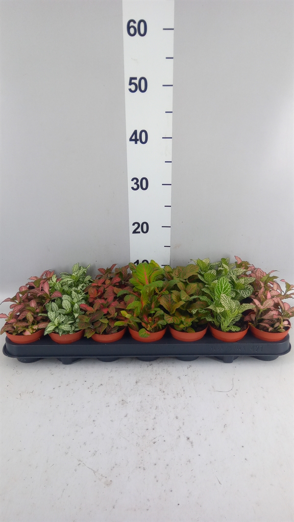 Fittonia Mix 7 Colours 8Ø 12cm