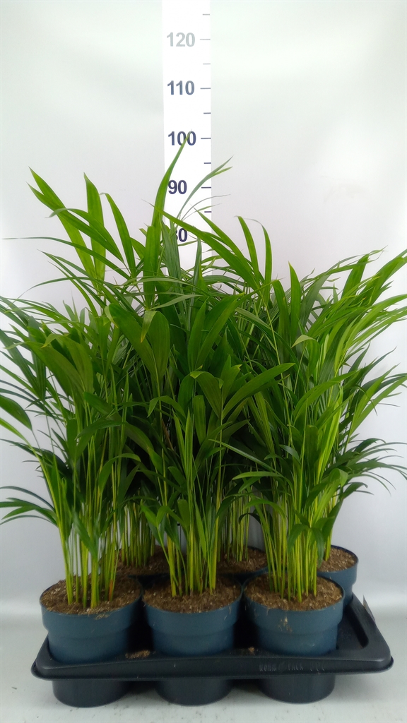 Dypsis Lutescens 17Ø 75cm