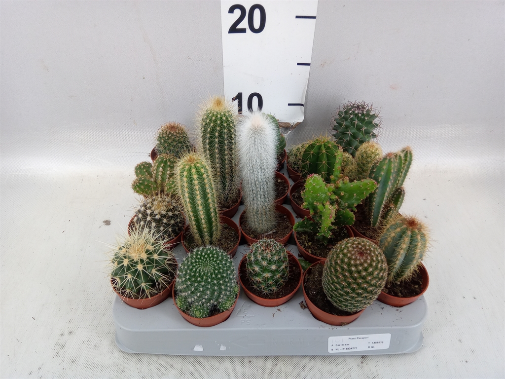 Cactus Mix 5Ø 8cm