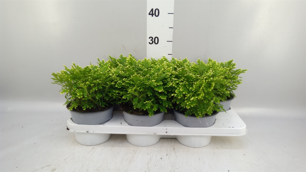 Selag Jori 15Ø 30cm
