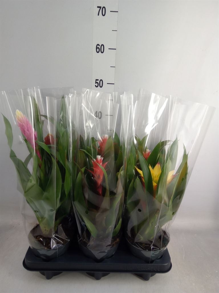 Guzmania Mix 13Ø 50cm