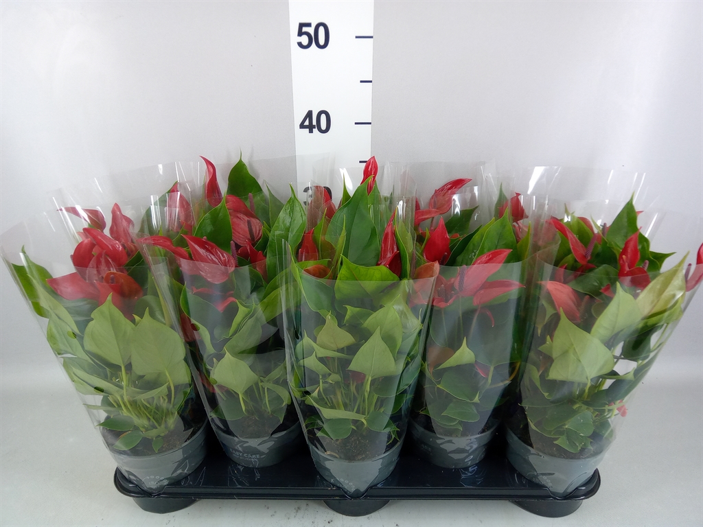 Anthurium Banderola Lava 12Ø 35cm