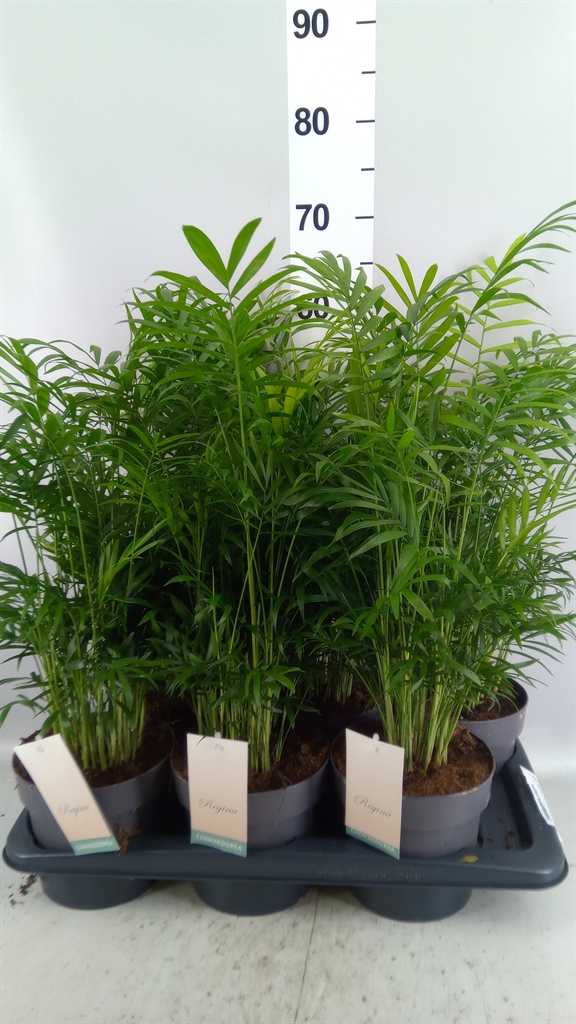 Chamaedorea Elegans 17Ø 60cm