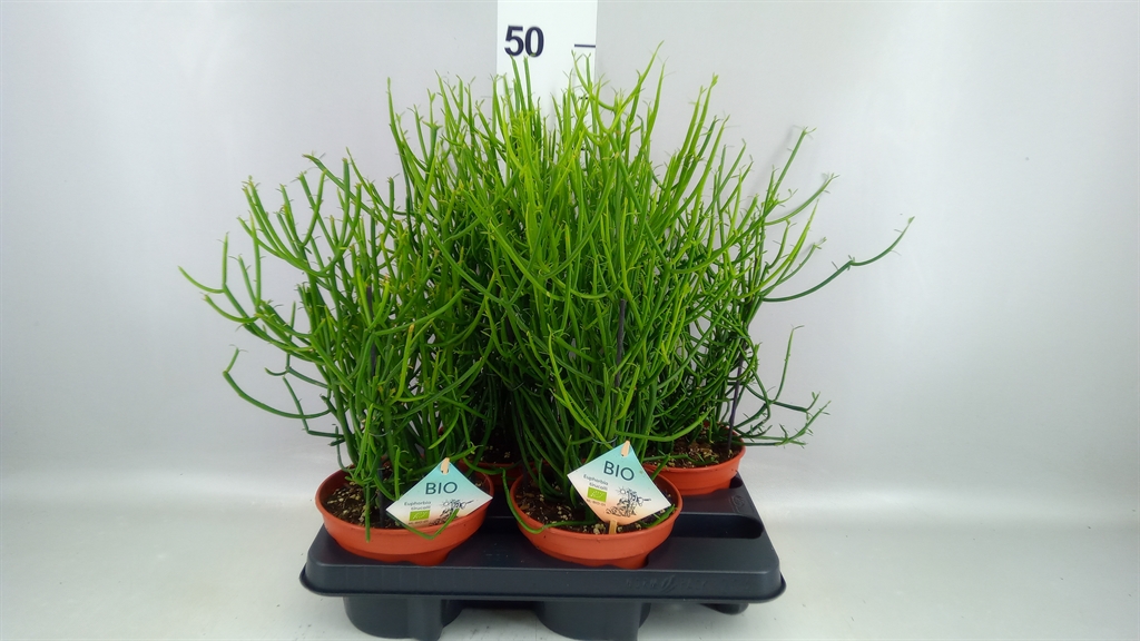 Euphorbia Tirucalli 15Ø 40cm