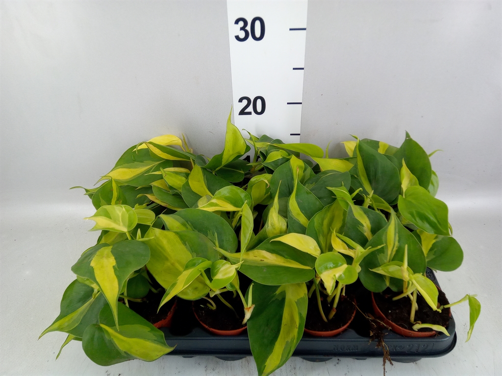 Philodendron Scandens Brasil 8Ø 15cm