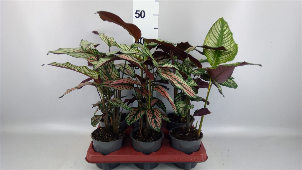 Calathea Beautystar 12Ø 35cm